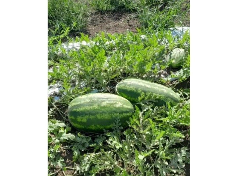 Ілювіум F1 - насіння кавуна, 250нас., Libra Seeds Ілювіум F1 - насіння кавуна, 250нас., Libra Seeds